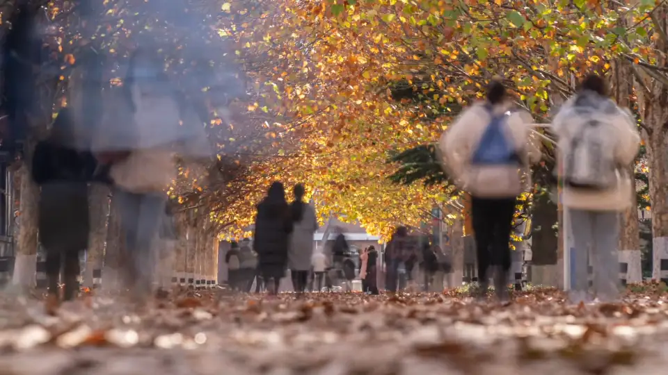 A tree-lined avenue where students already pass.