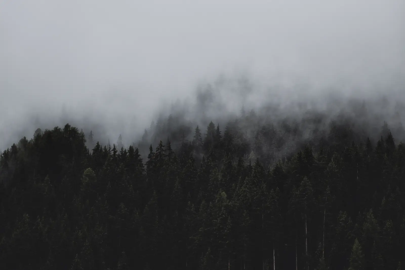 Low mist over open ground.
